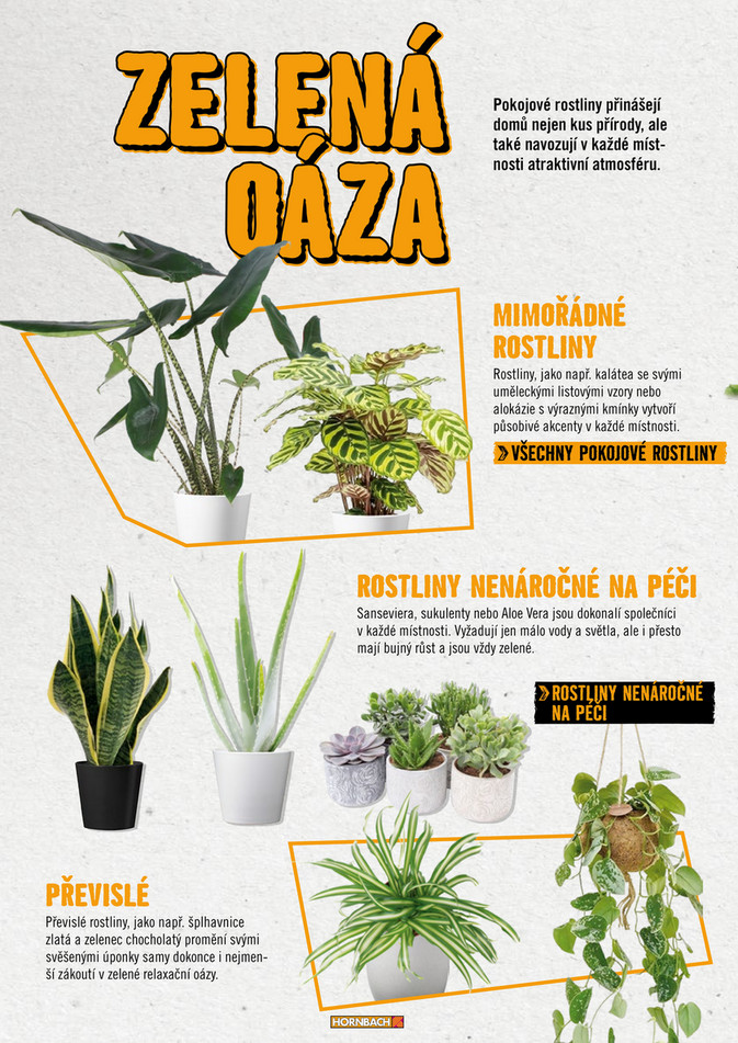 Pokojove Kvetiny Katalog